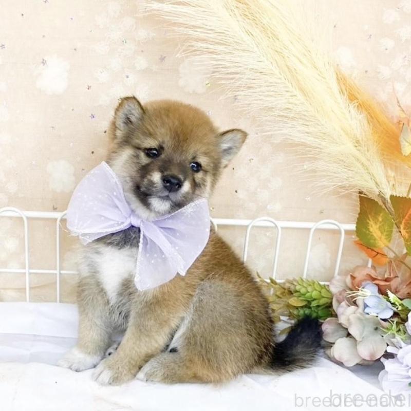 販売中の滋賀県の柴犬-427036の6枚目