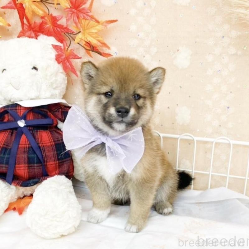 販売中の滋賀県の柴犬-427036の5枚目