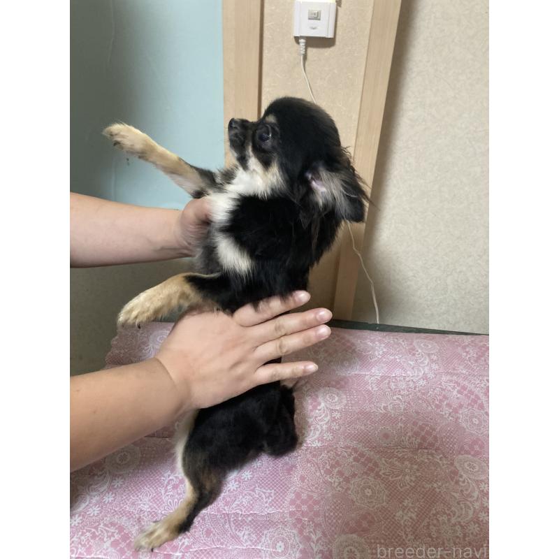 販売中の千葉県のチワワ(ロングコート)-408891の12枚目