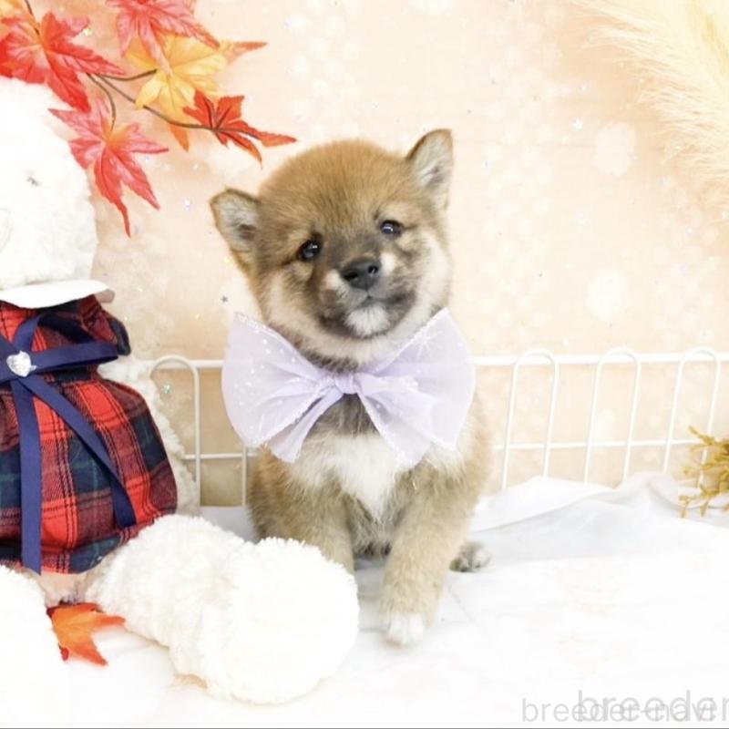 販売中の滋賀県の柴犬-427036の4枚目