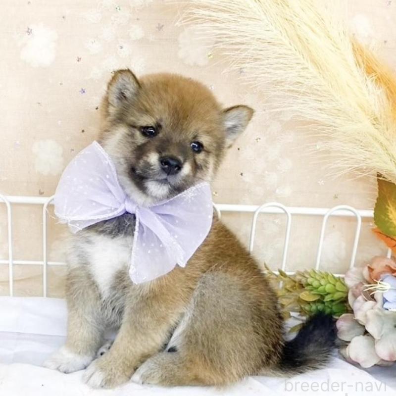 販売中の滋賀県の柴犬-427036の3枚目