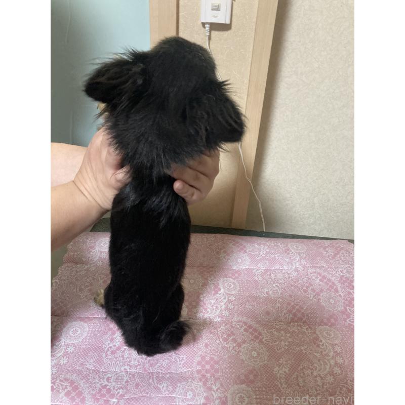 販売中の千葉県のチワワ(ロングコート)-408891の11枚目