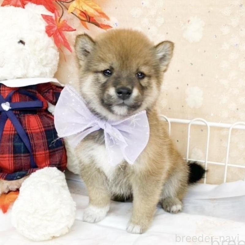 販売中の滋賀県の柴犬-427036の2枚目