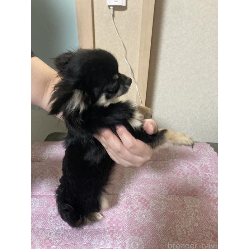 販売中の千葉県のチワワ(ロングコート)-408891の10枚目