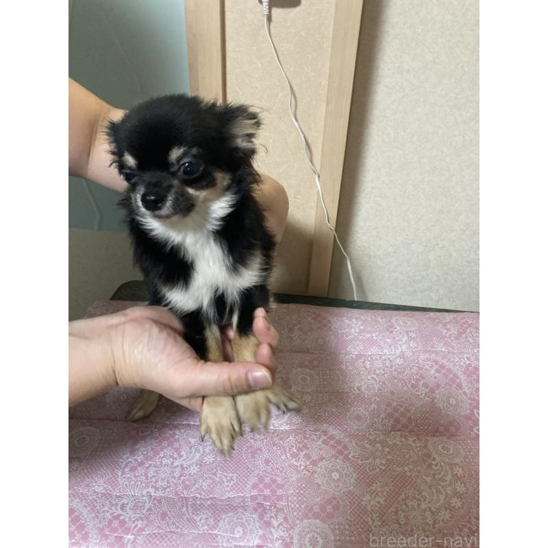 販売中の千葉県のチワワ(ロングコート)-408891の9枚目