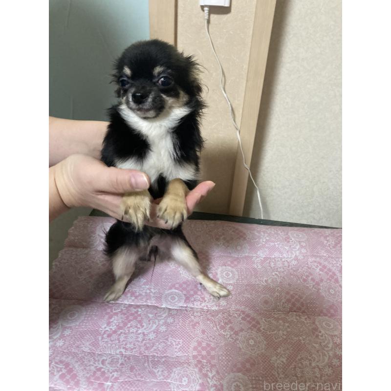 販売中の千葉県のチワワ(ロングコート)-408891の8枚目