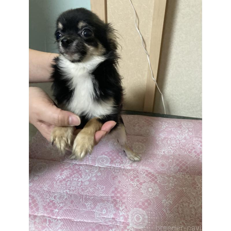 販売中の千葉県のチワワ(ロングコート)-408891の7枚目