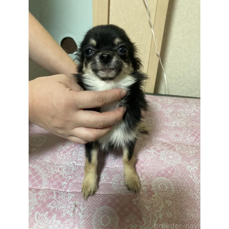 販売中の千葉県のチワワ(ロングコート)-408891の6枚目