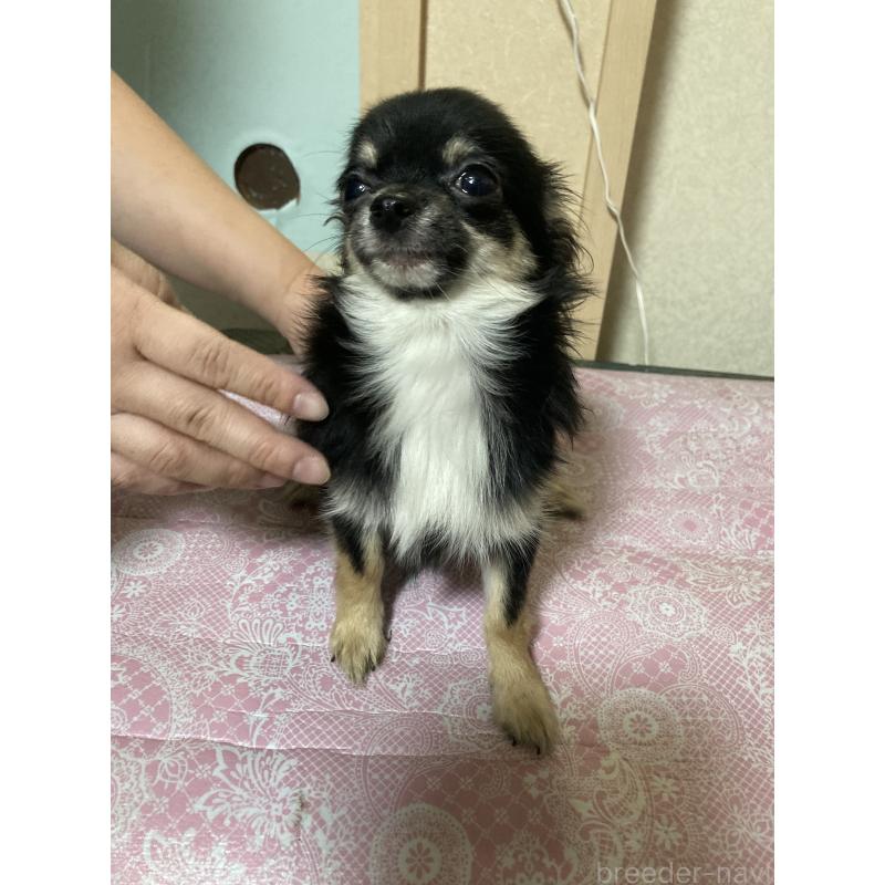 販売中の千葉県のチワワ(ロングコート)-408891の5枚目