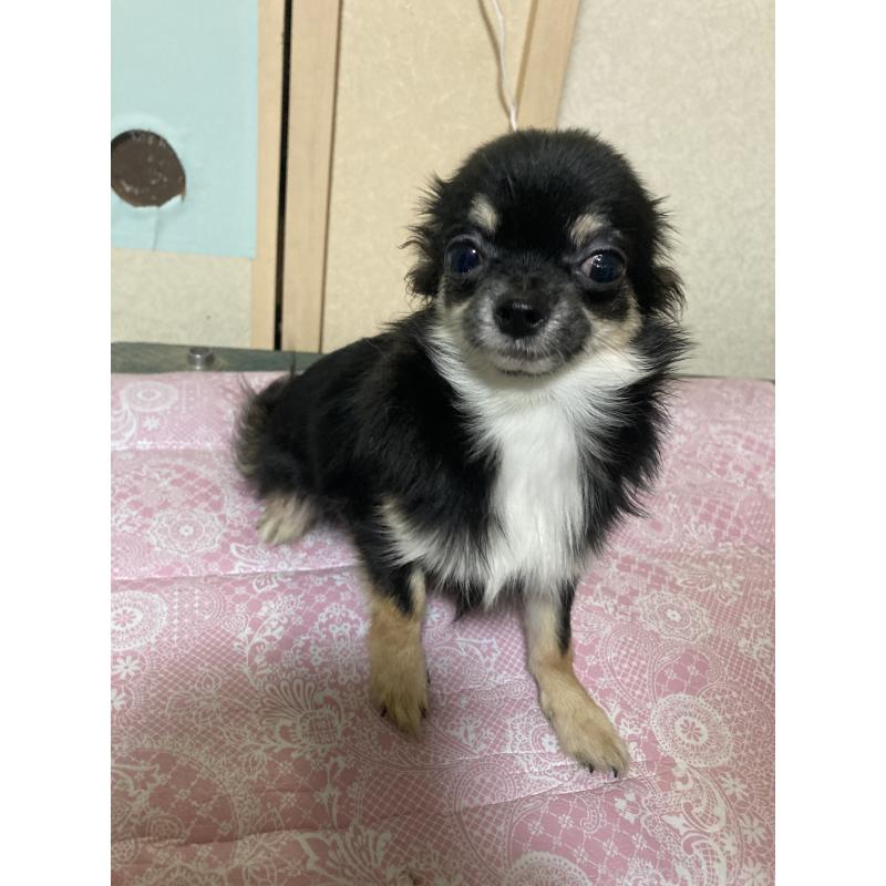 販売中の千葉県のチワワ(ロングコート)-408891の4枚目