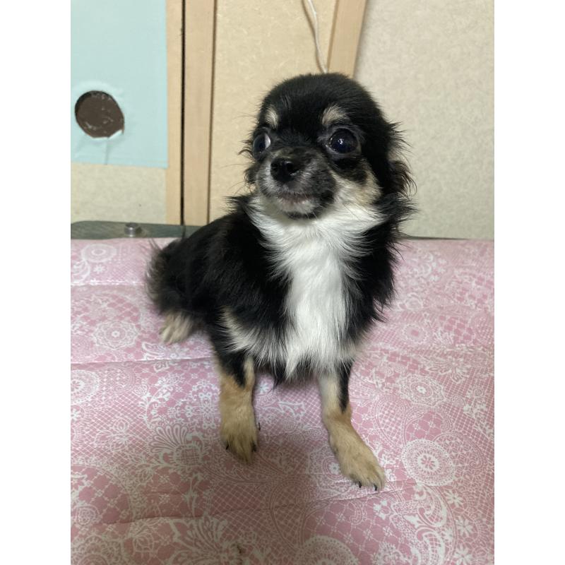 販売中の千葉県のチワワ(ロングコート)-408891の3枚目