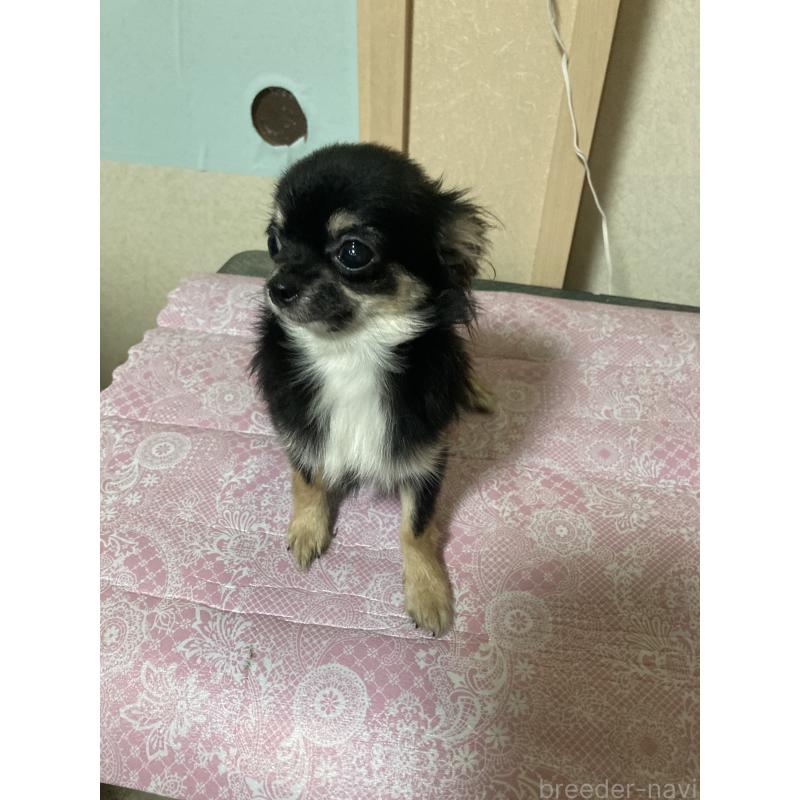 販売中の千葉県のチワワ(ロングコート)-408891の2枚目