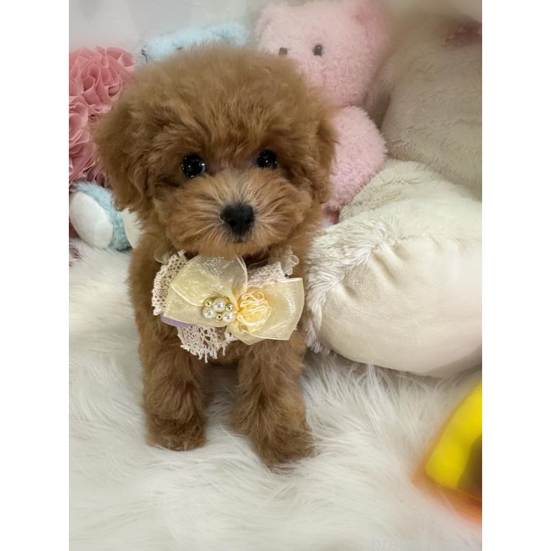 販売中の香川県のタイニープードル-420758の5枚目