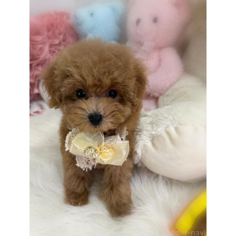 販売中の香川県のタイニープードル-420758の4枚目