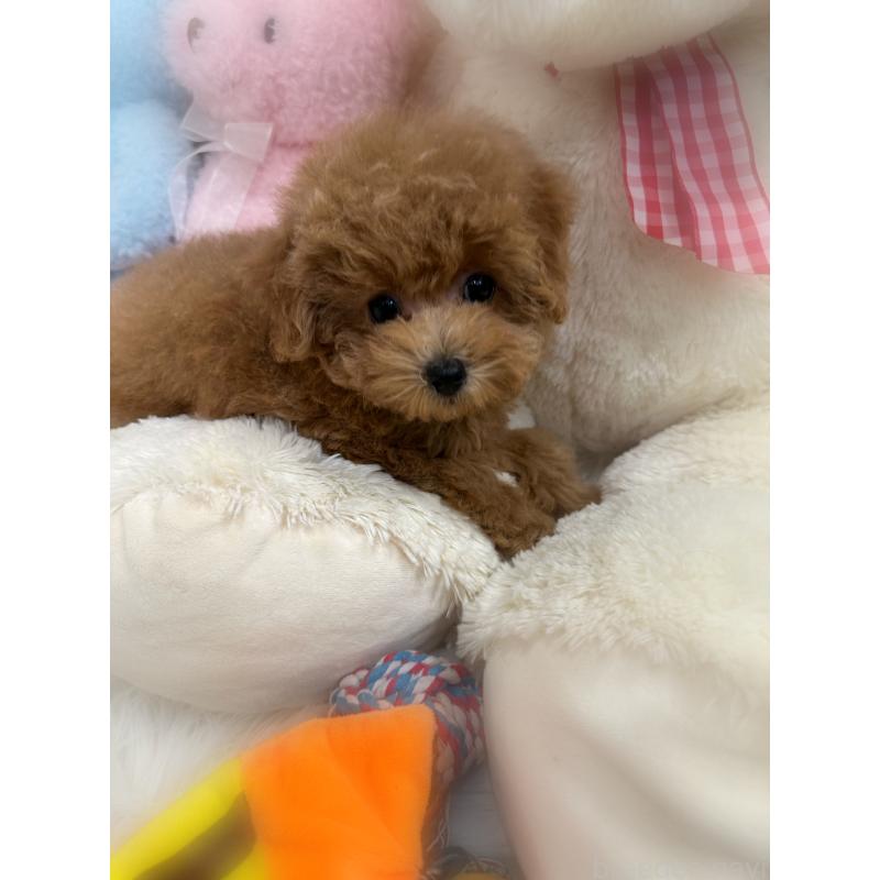 販売中の香川県のタイニープードル-420758の3枚目