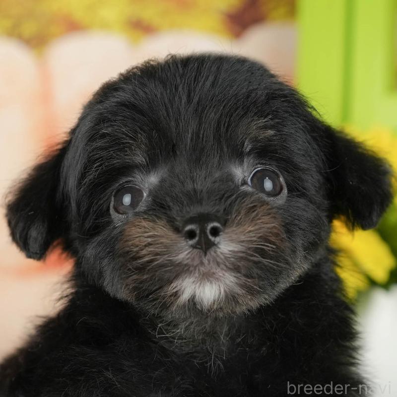 販売中ののチワプー:チワワ×トイプードル-427041