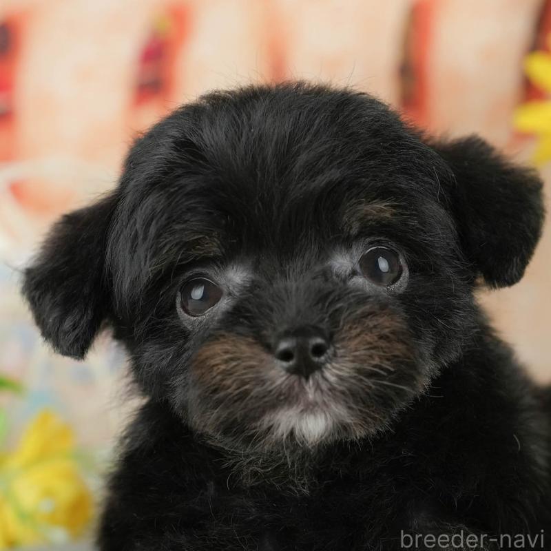 販売中の茨城県のチワプー:チワワ×トイプードル-427041の8枚目