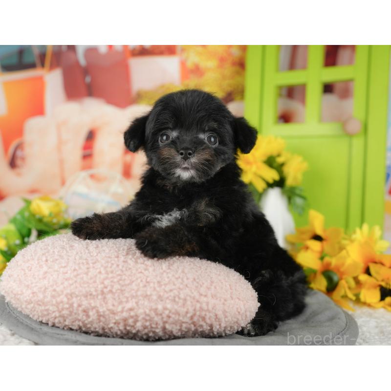 販売中の茨城県のチワプー:チワワ×トイプードル-427041の7枚目