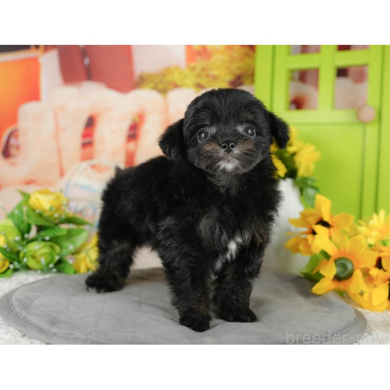 販売中の茨城県のチワプー:チワワ×トイプードル-427041の6枚目