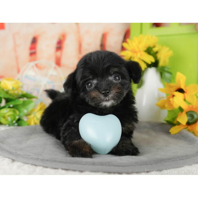 販売中の茨城県のチワプー:チワワ×トイプードル-427041の5枚目