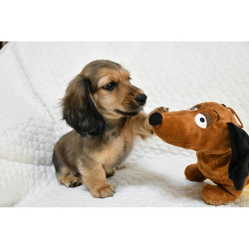 販売中の愛知県のミニチュアダックスフンド(ロングヘアード)-422814の4枚目