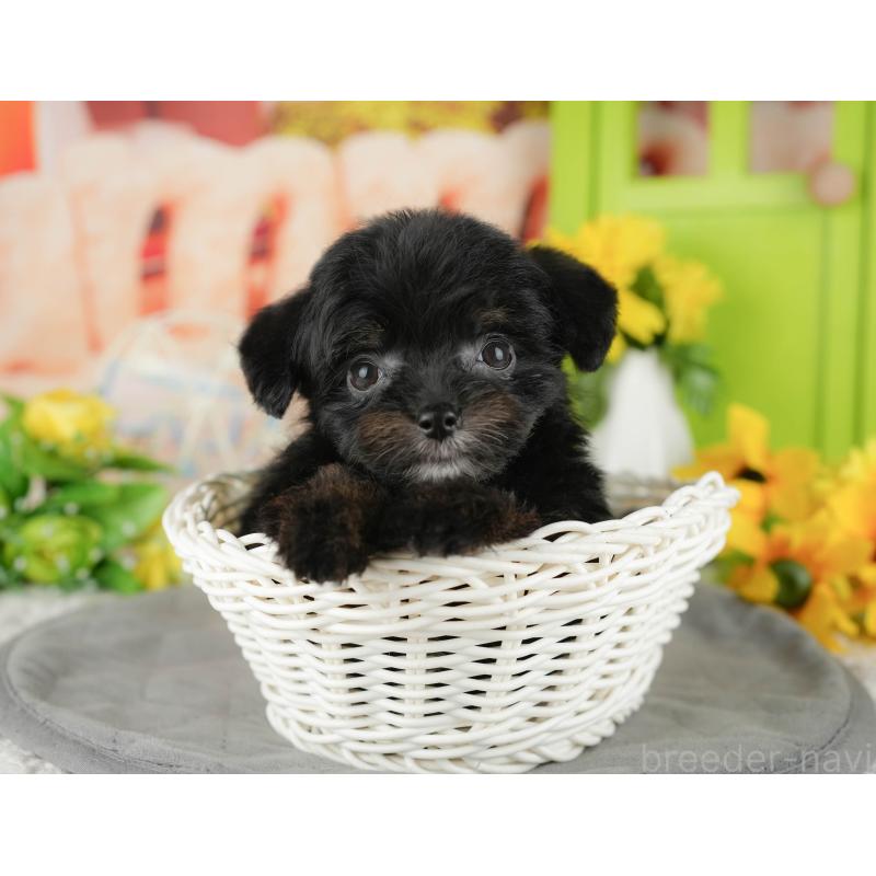 販売中の茨城県のチワプー:チワワ×トイプードル-427041の4枚目