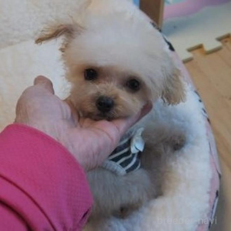 販売中の奈良県のトイプードル-427038