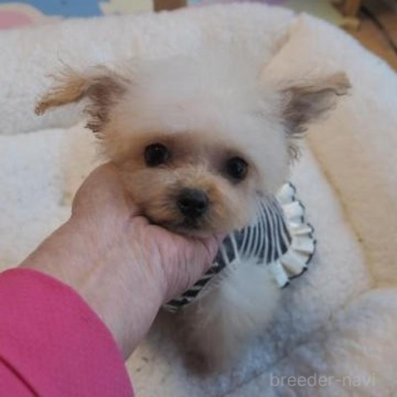 販売中の奈良県のトイプードル-427038の5枚目
