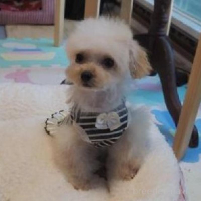 販売中の奈良県のトイプードル-427038の4枚目