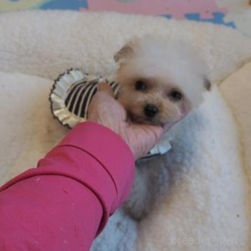 販売中の奈良県のトイプードル-427038の3枚目