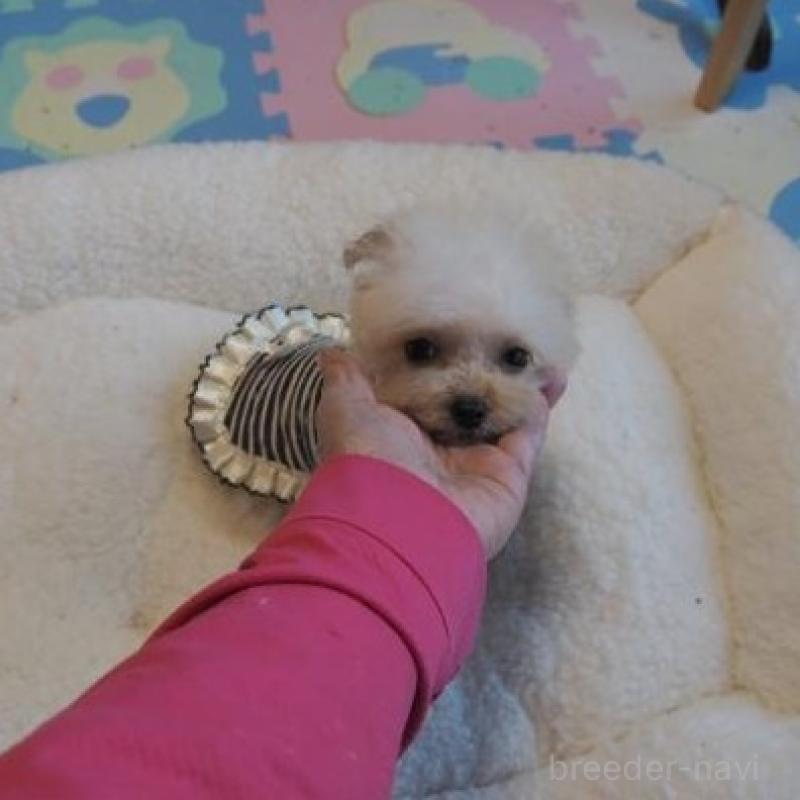 販売中の奈良県のトイプードル-427038の2枚目