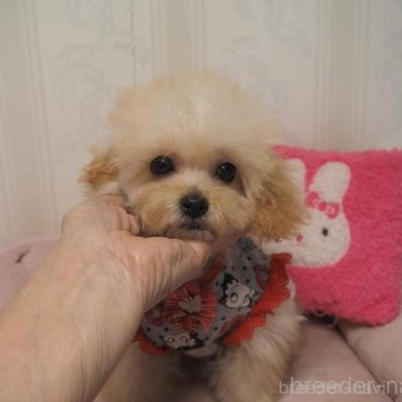 販売中の奈良県のトイプードル-427040