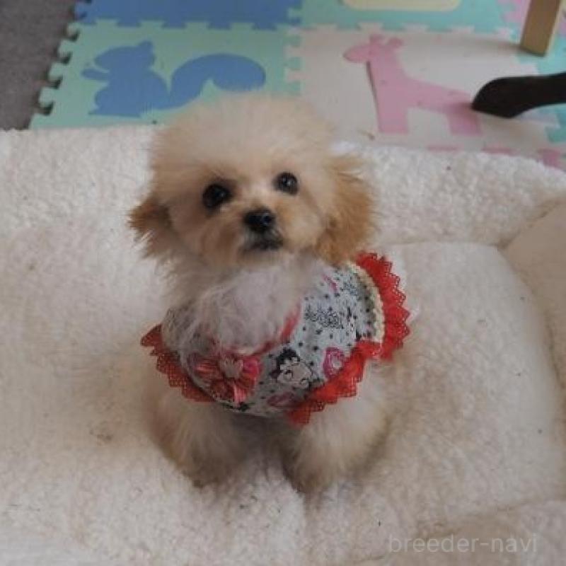 販売中の奈良県のトイプードル-427040の5枚目