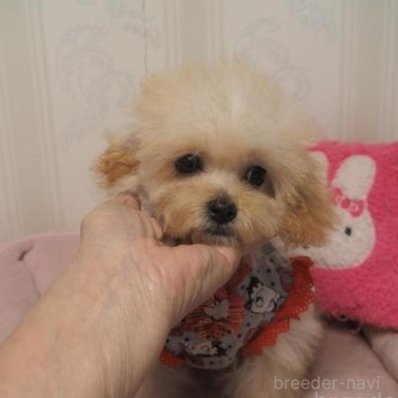 販売中の奈良県のトイプードル-427040の4枚目