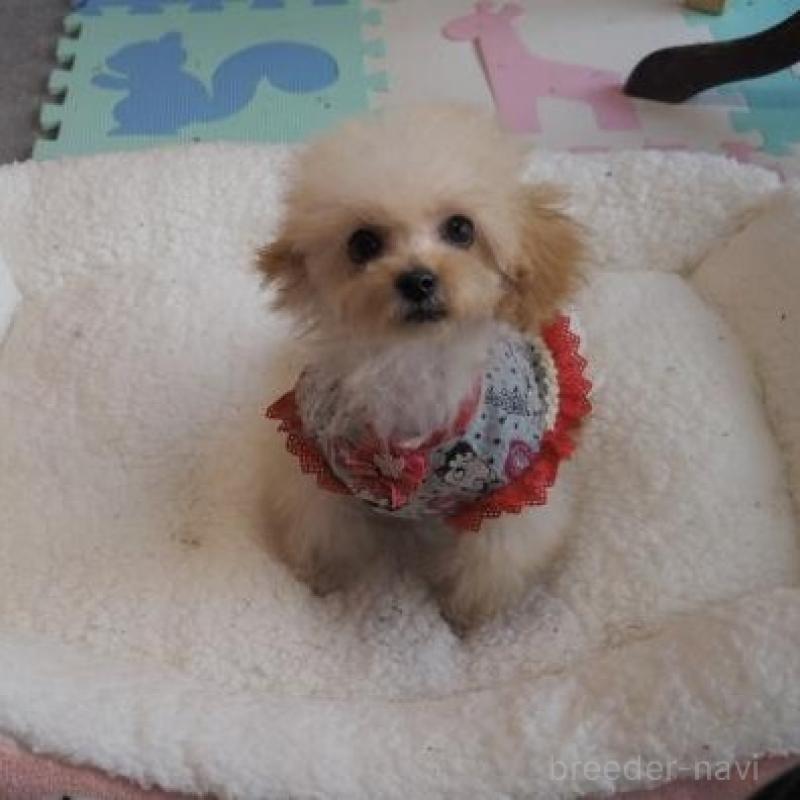 販売中の奈良県のトイプードル-427040の3枚目