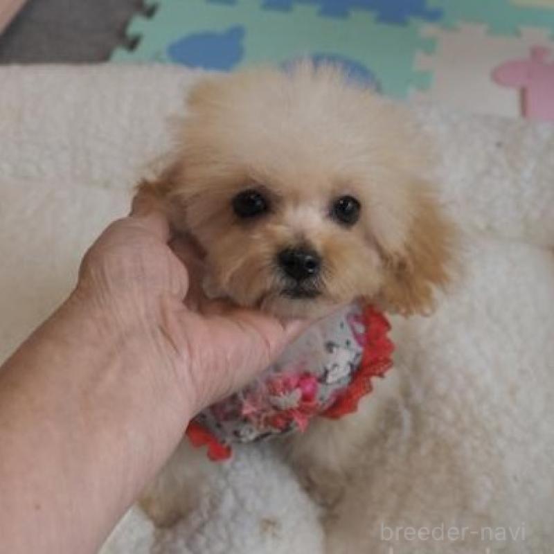 販売中の奈良県のトイプードル-427040の2枚目