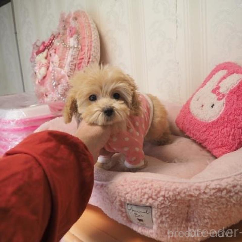 販売中の奈良県のトイプードル-427042の1枚目