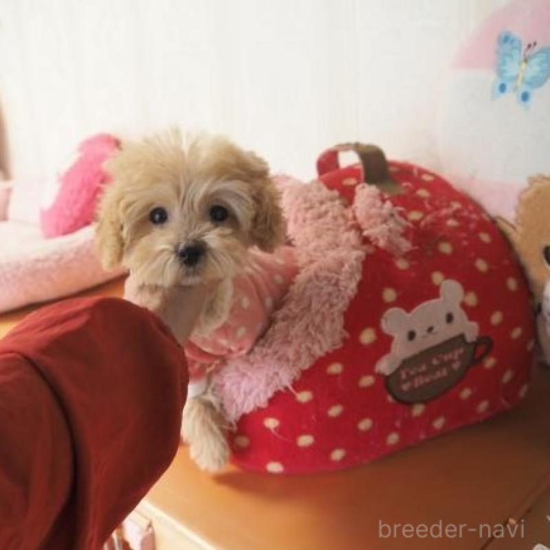 販売中の奈良県のトイプードル-427042の5枚目