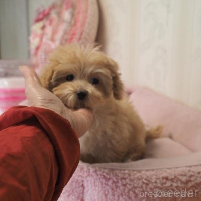 販売中の奈良県のトイプードル-427042の4枚目