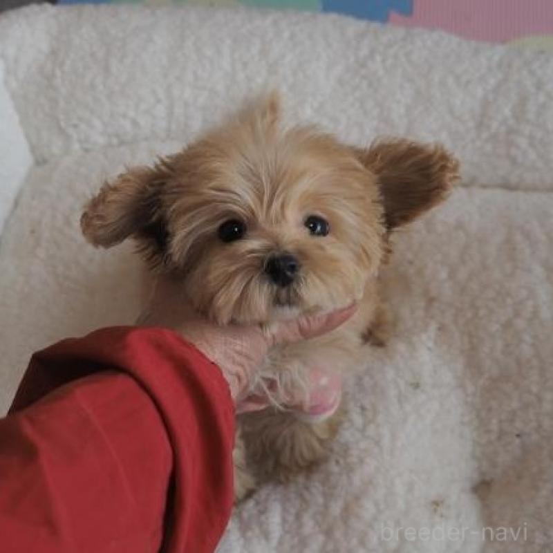 販売中の奈良県のトイプードル-427042の3枚目