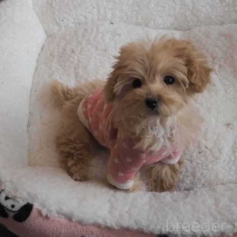 販売中の奈良県のトイプードル-427042の2枚目