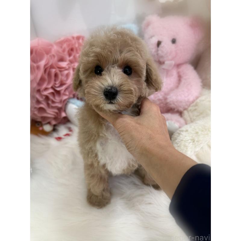 販売中の香川県のトイプードル-419506の6枚目
