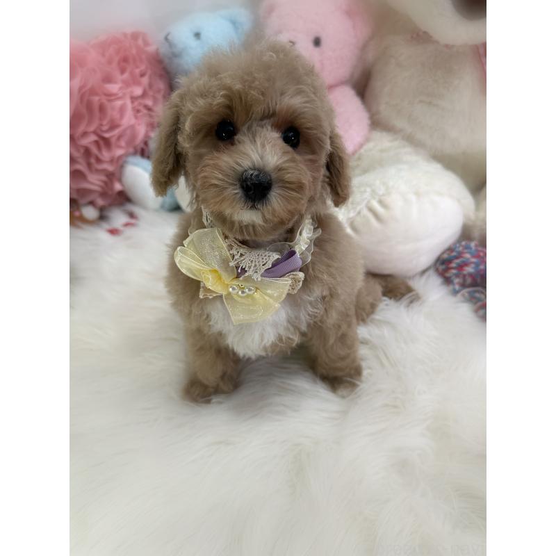 販売中の香川県のトイプードル-419506の5枚目