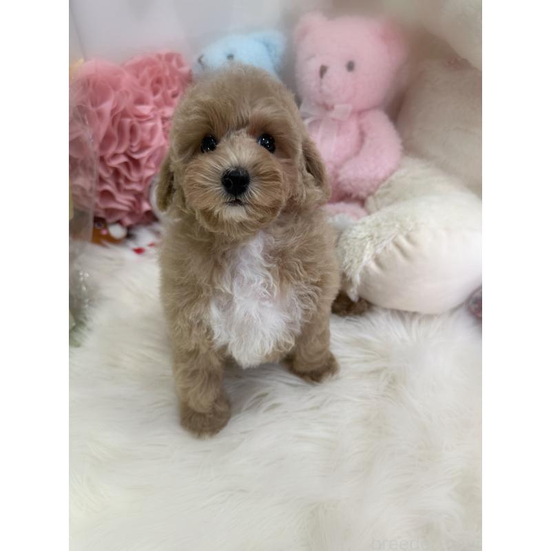 販売中の香川県のトイプードル-419506の4枚目