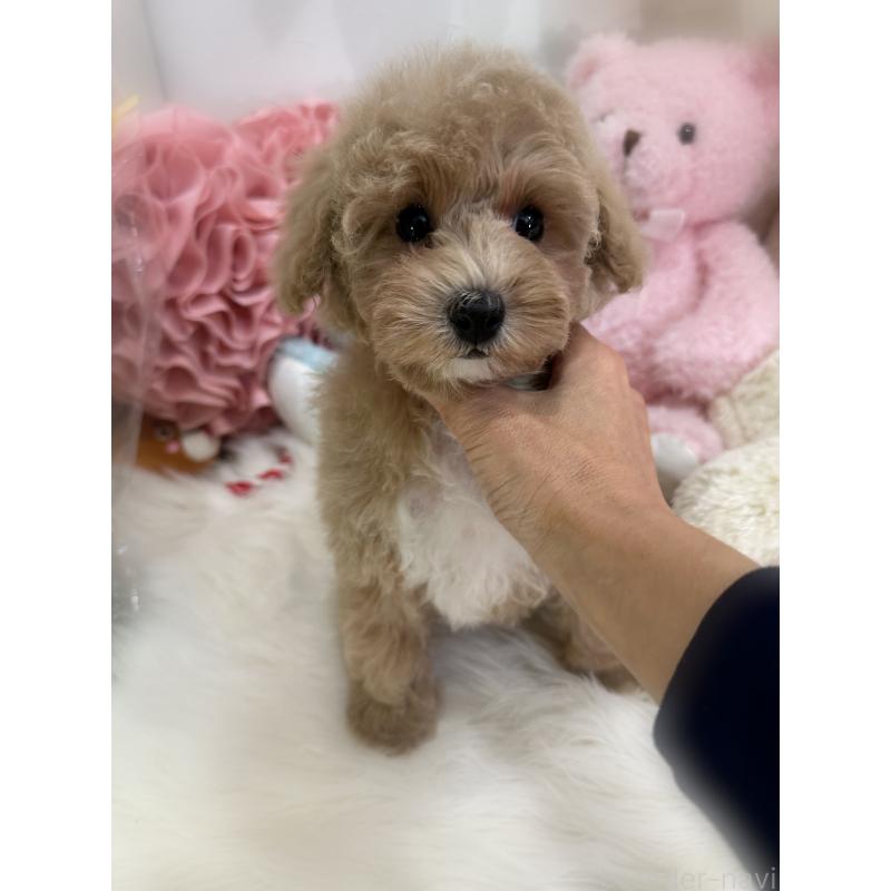 販売中の香川県のトイプードル-419506の3枚目