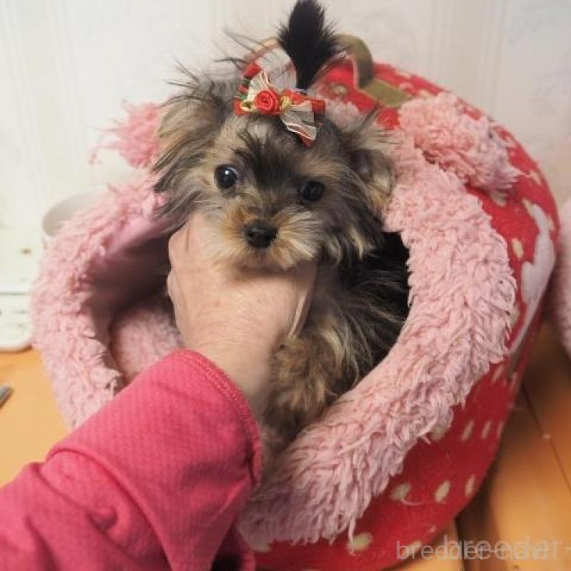 販売中の奈良県のヨークシャーテリア-427043の1枚目