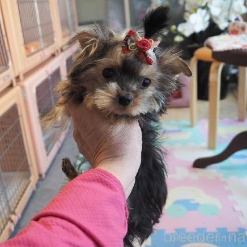 販売中の奈良県のヨークシャーテリア-427043の5枚目