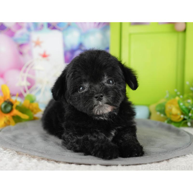 販売中の茨城県のチワプー:チワワ×トイプードル-427050の6枚目