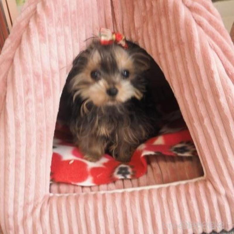 販売中の奈良県のヨークシャーテリア-427043の4枚目