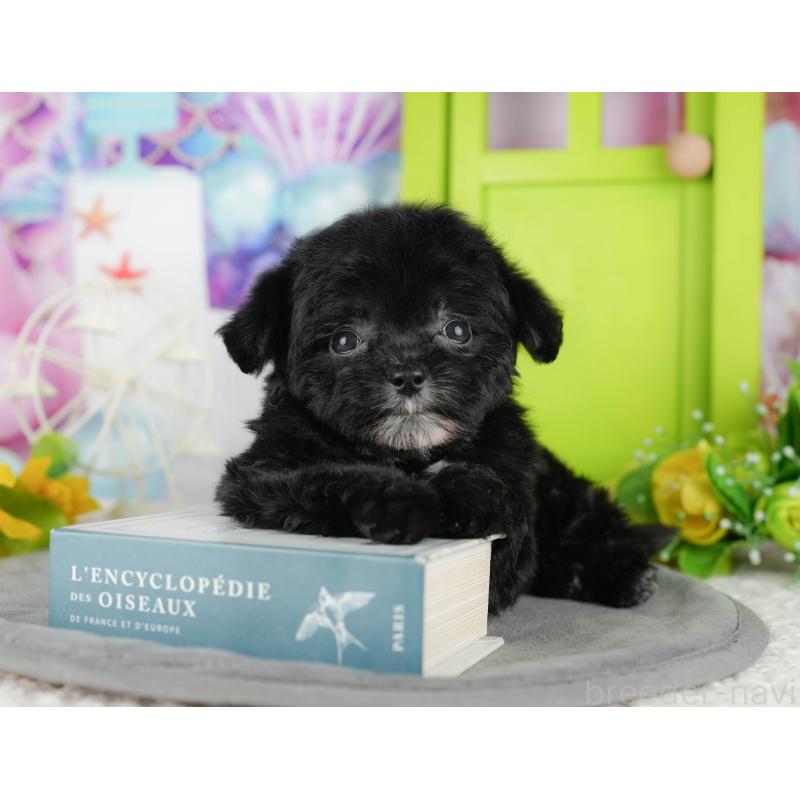 販売中の茨城県のチワプー:チワワ×トイプードル-427050の4枚目